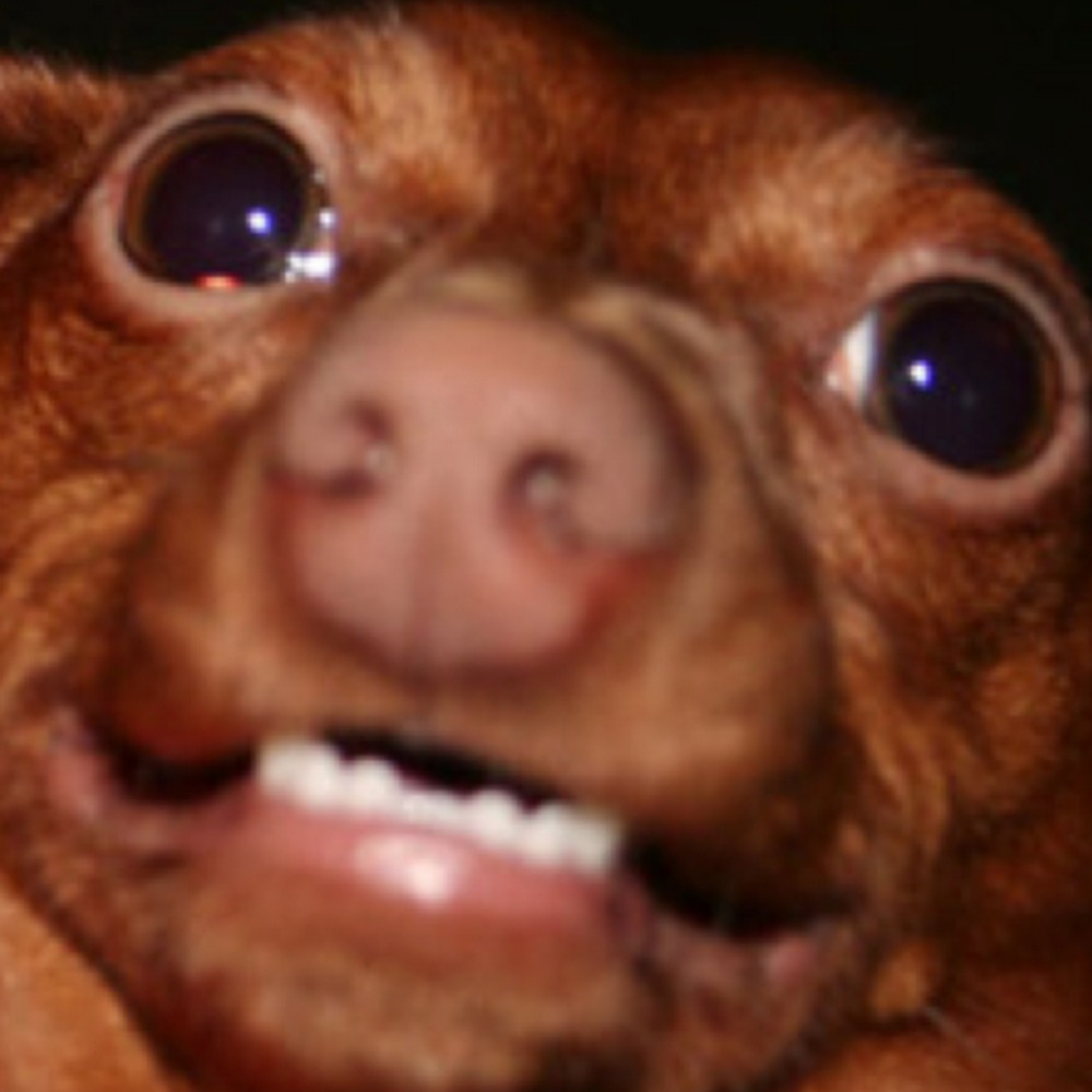 Meet your Posher, Madi